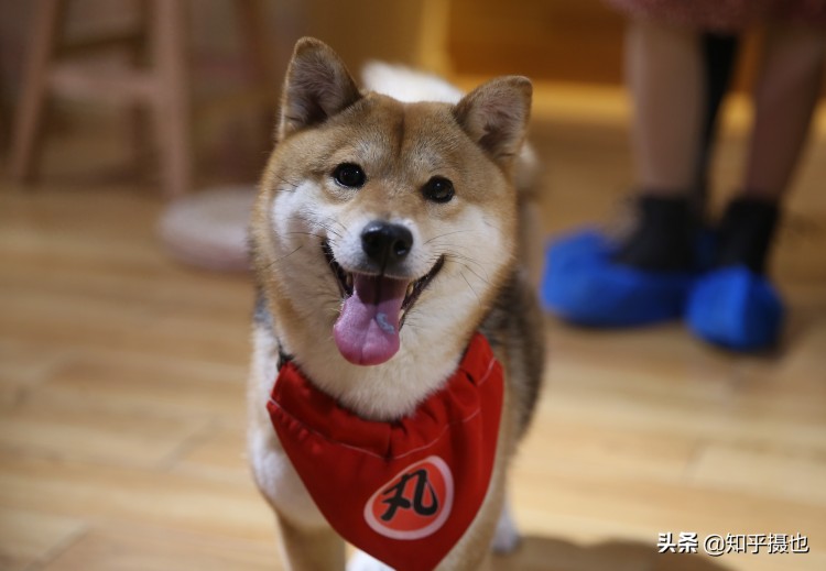 治愈系柴犬屋现身沈阳撸狗吸柴的打卡圣地