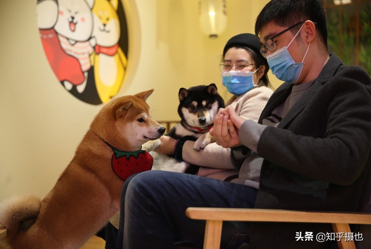 治愈系柴犬屋现身沈阳撸狗吸柴的打卡圣地