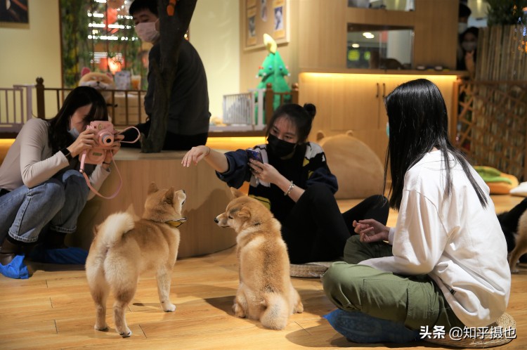 治愈系柴犬屋现身沈阳撸狗吸柴的打卡圣地