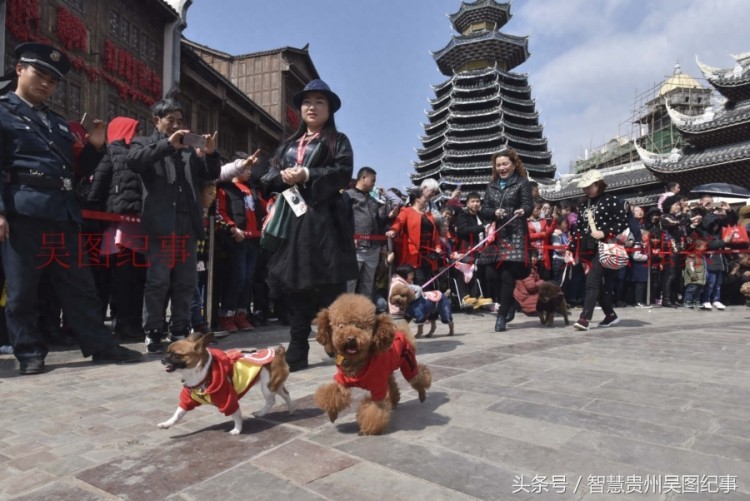 贵州下司名犬诞生地举行宠物犬集会吸引养狗人士积极响应