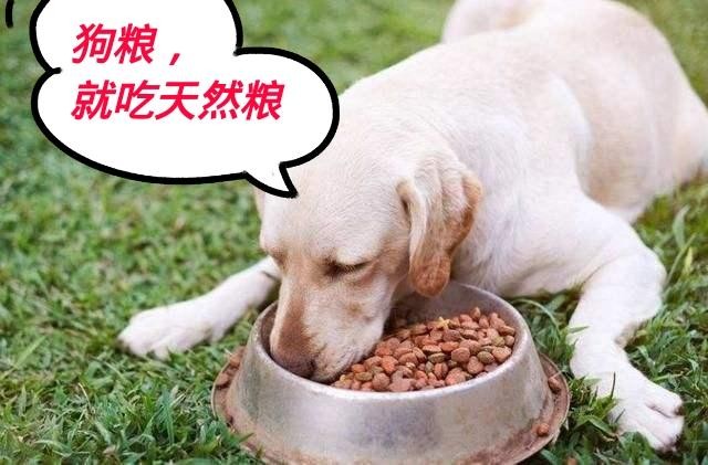 狗狗怀孕期间饲主不能做这5件事危害很大