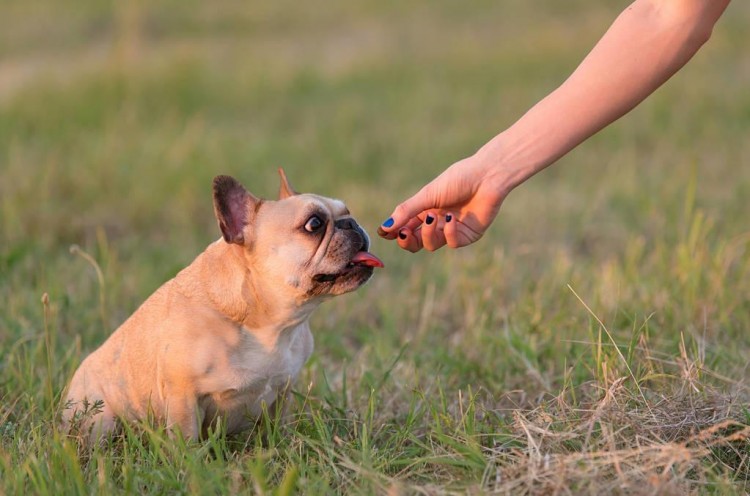 不养一只法国斗牛犬你可能永远都不知道这5个好处