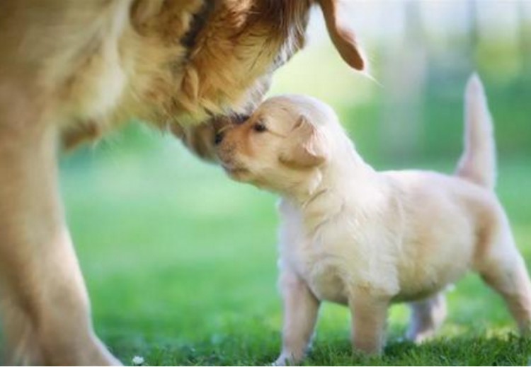 16狗界潜规则：为什么大型犬会怕小型犬真相有几个