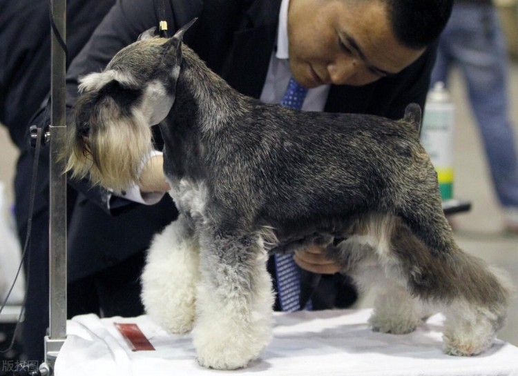 狗狗智商排行：5大智商最高的小型犬有你家狗吗