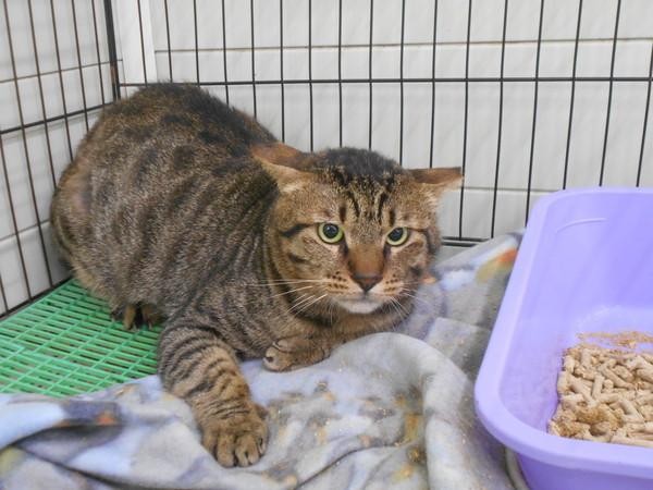 流浪猫被勒出公狗腰比普通猫咪腰围少11厘米幸好有人救助