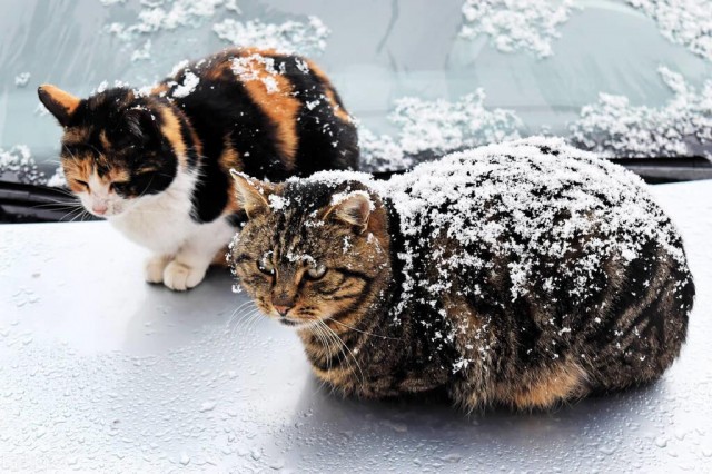 冬天流浪猫会冻死吗？流浪猫能活下去吗？